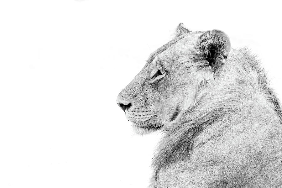 Lion Profile in High Key Photograph by James Capo