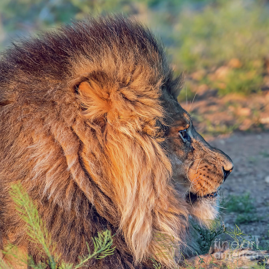 Lion Profile Photograph by Tom Watkins PVminer pixs