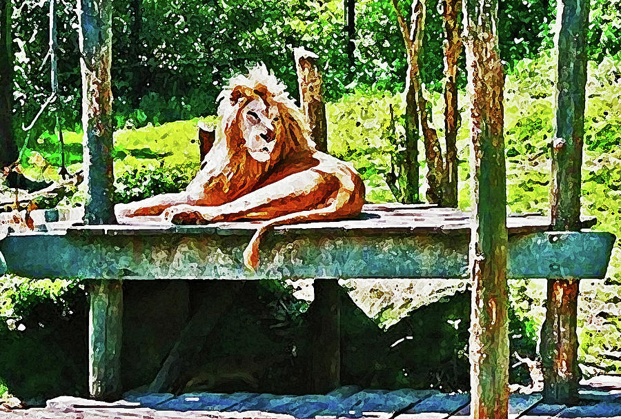 Cincinnati Photograph - Lion Relaxing in Sun at Cincinnati Zoo Dry Brush Painting by Christopher Hignite