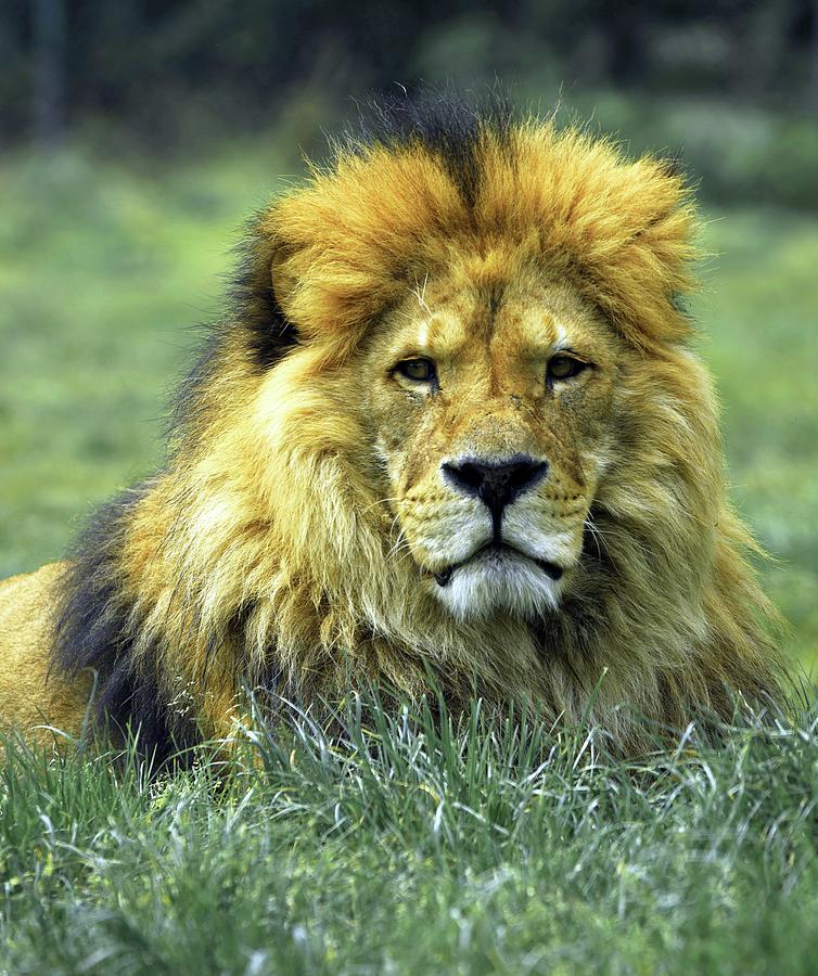 Lion Resting In A Field Photograph by Sandi OReilly