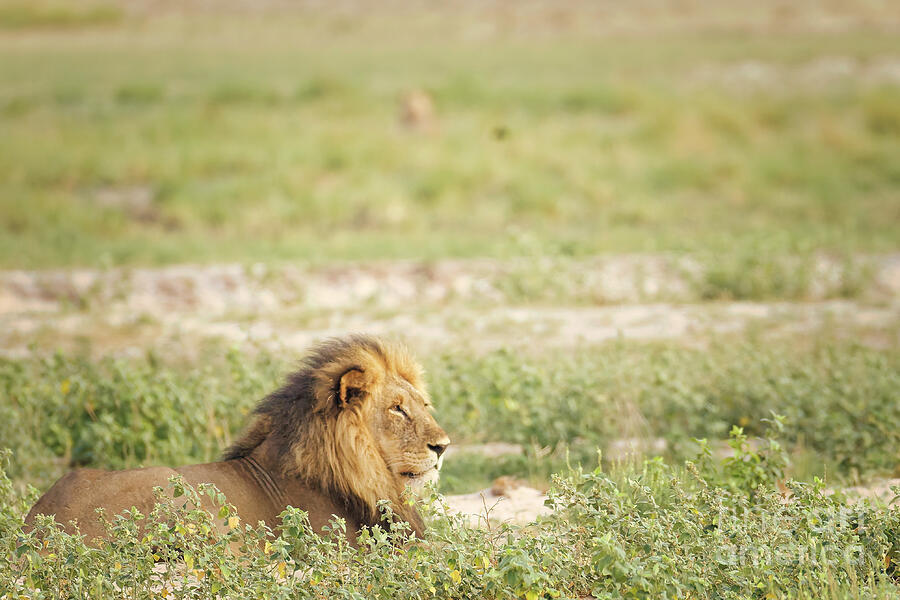Lion Resting in the Grass Photograph - Lion Resting in the Grass by Natural Focal Point Photography