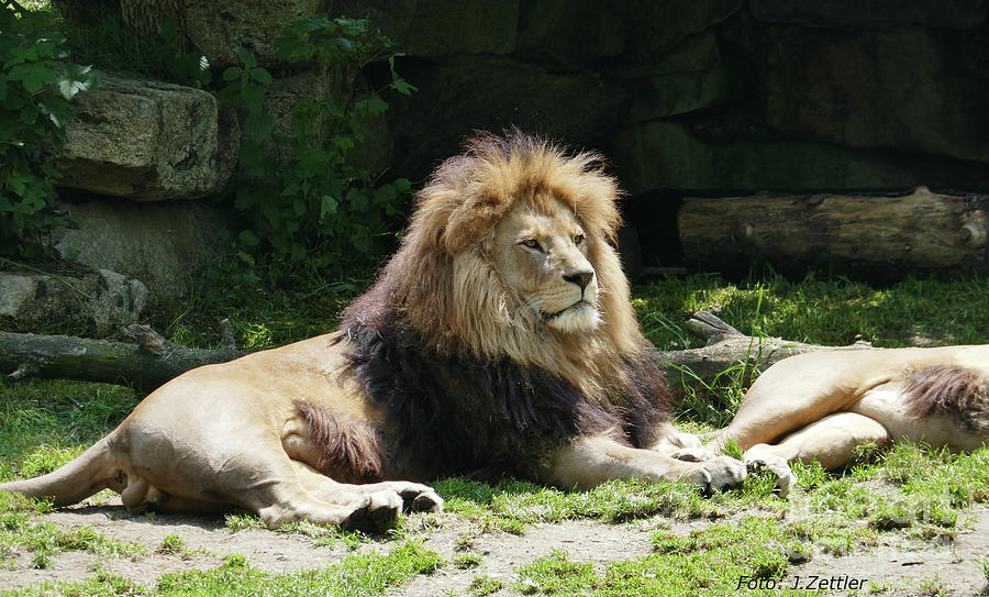 Lion Resting Photograph By Johanna Zettler - Fine Art America