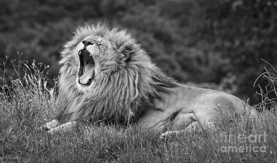 Lion Roar, Black And White Photograph by Philip Preston