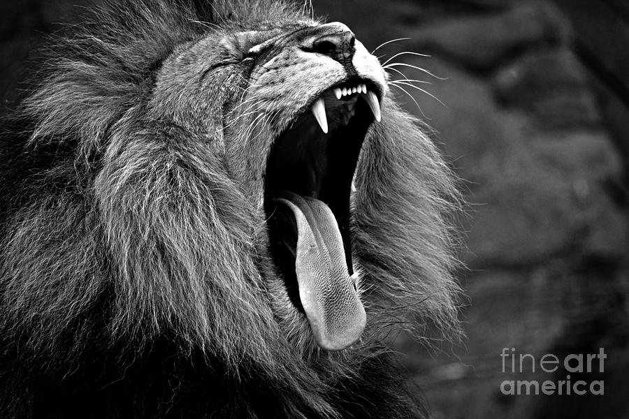 Lion Roaring Photograph by Doc Braham