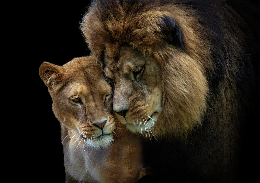 Lion romance Photograph by Gareth Parkes