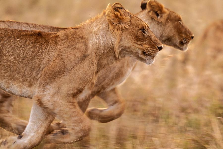 Lion running Photograph by Yoshiki Nakamura