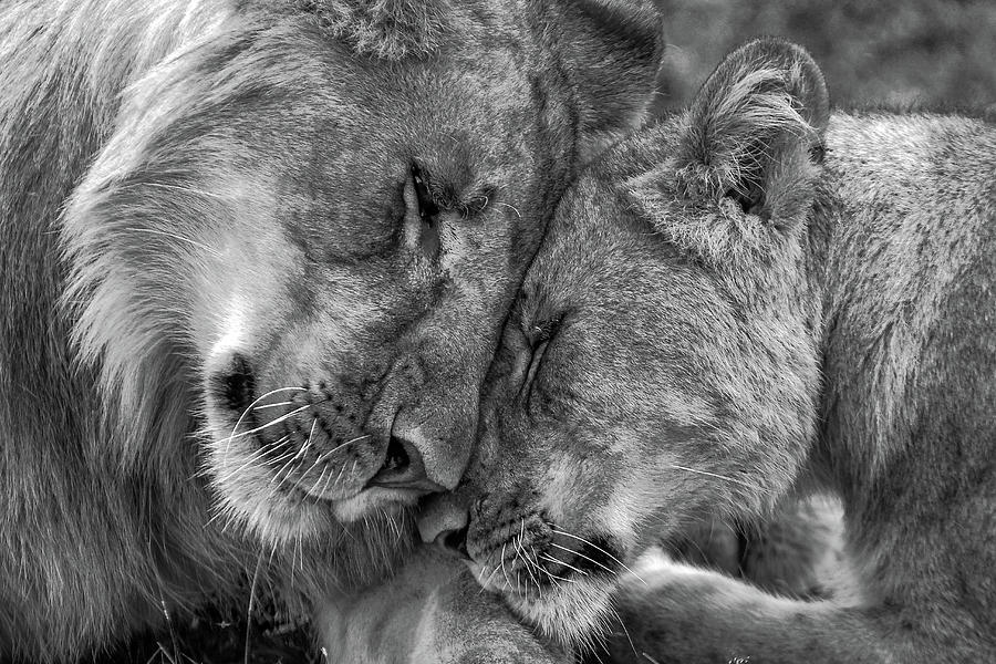 Wildlife Photograph - Loving Lions  by Eric Albright