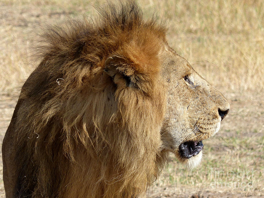 Lion Side - Angle Photograph by Rebekah Jean