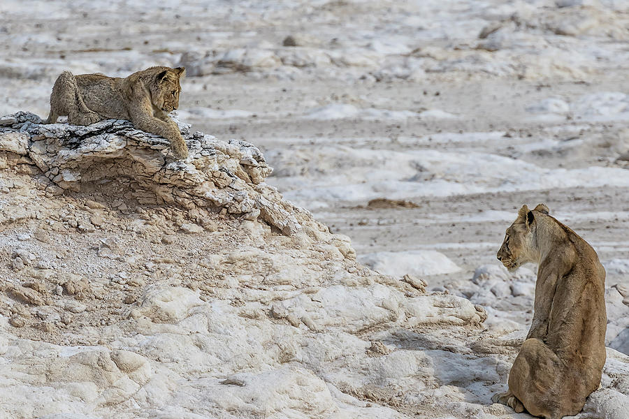 Lion Sighting Potential Prey, Beyond Cub Photograph by Belinda Greb