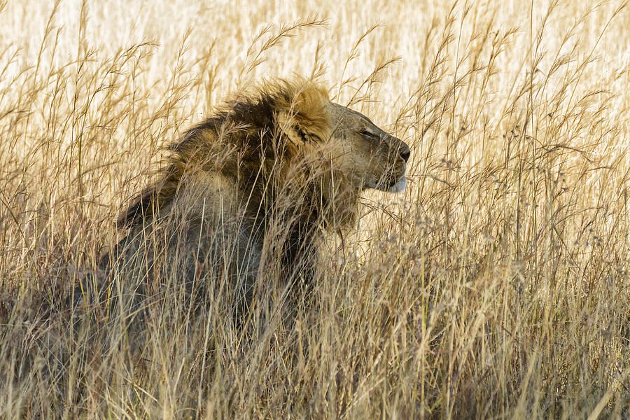 Lion sitting in tall grass Photograph by Jeremy Woodhouse