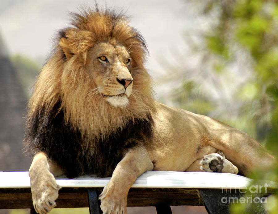 Lion Sitting On His Throne Photograph by Gunther Allen