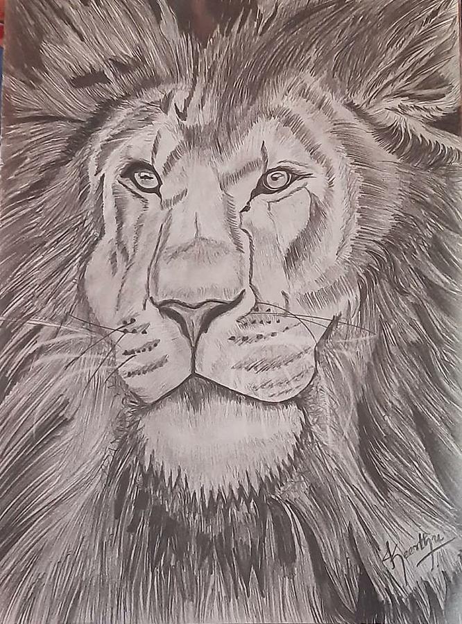 Lion Head Drawing Images - Free Download on Freepik