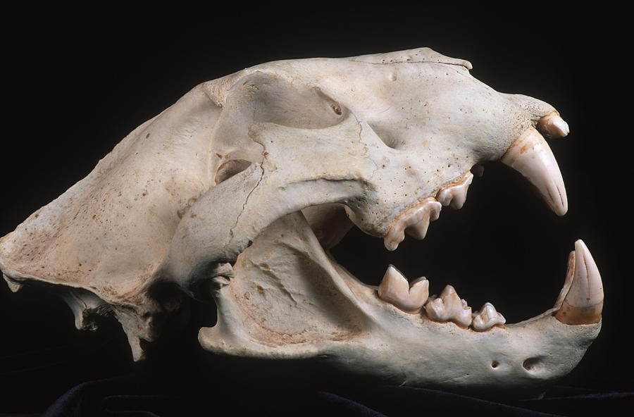 Lion Skull Showing Carnassial Teeth, Scissor-like Teeth Set In Back Of Mouth For Cutting Through Meat. Common To Most Carnivores. Panthera Leo. Photograph by Martin Harvey
