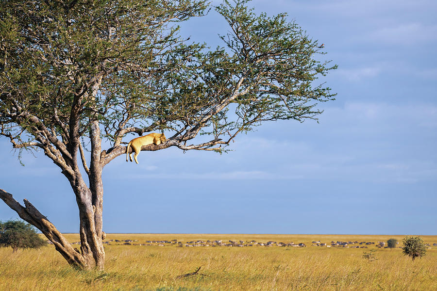 Wildlife Photograph - Lion Sleeping in a Tree Tanzania Africa by Joan Carroll