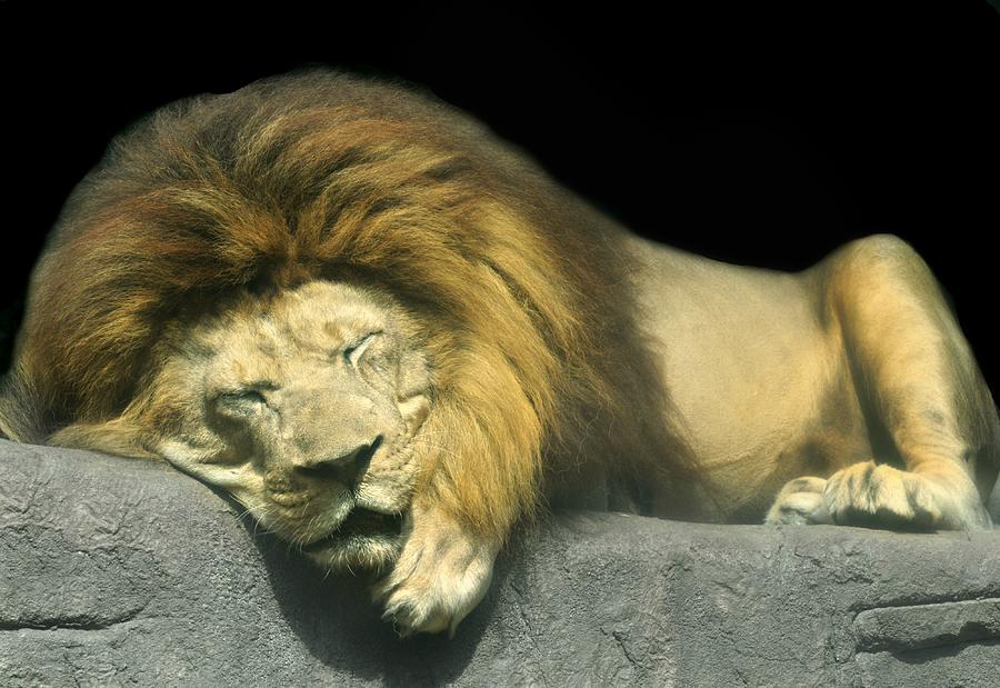The Lion Sleeps Tonight Photograph by Diana Angstadt