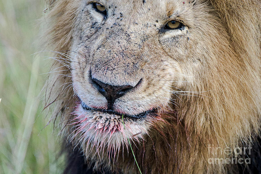 Lion Photograph - Lion smie by Bryan Pereira