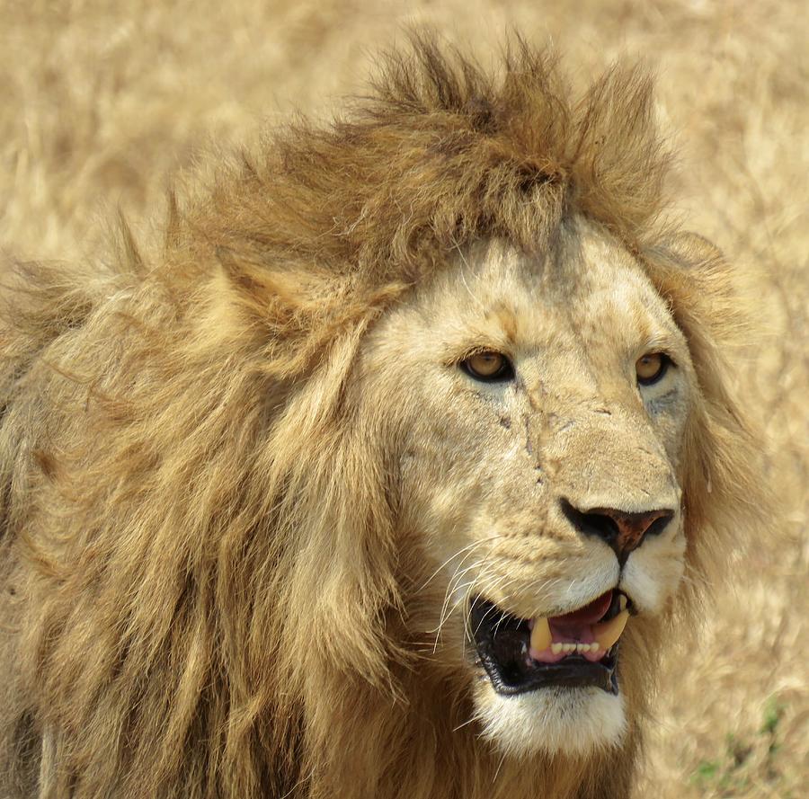 Lion Smiles Photograph by Robin Jordan - Fine Art America