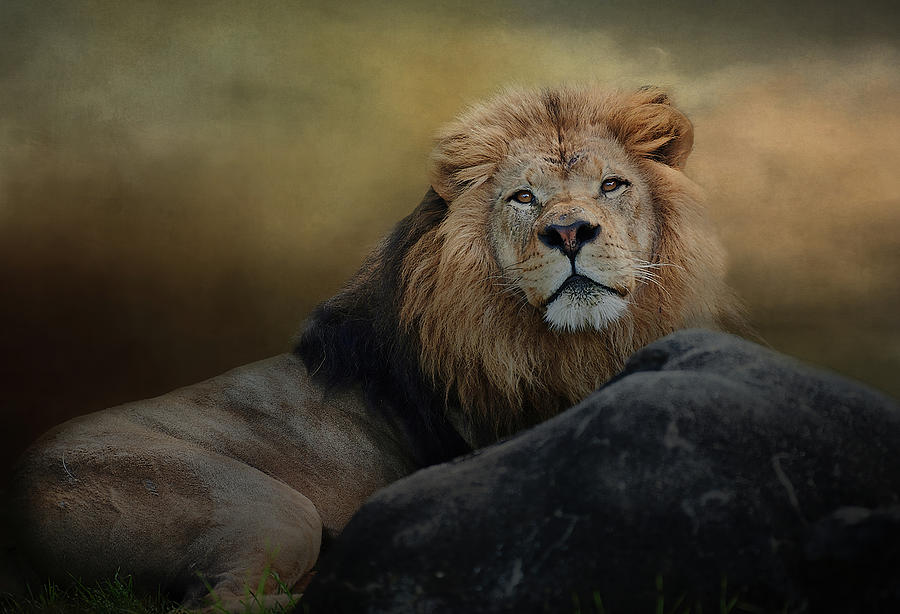 Lion-Stare Photograph by James Gamble Lion-Stare Photograph by James Gamble