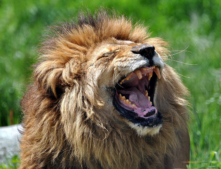 Lion Photograph by Steve Clancy Photography