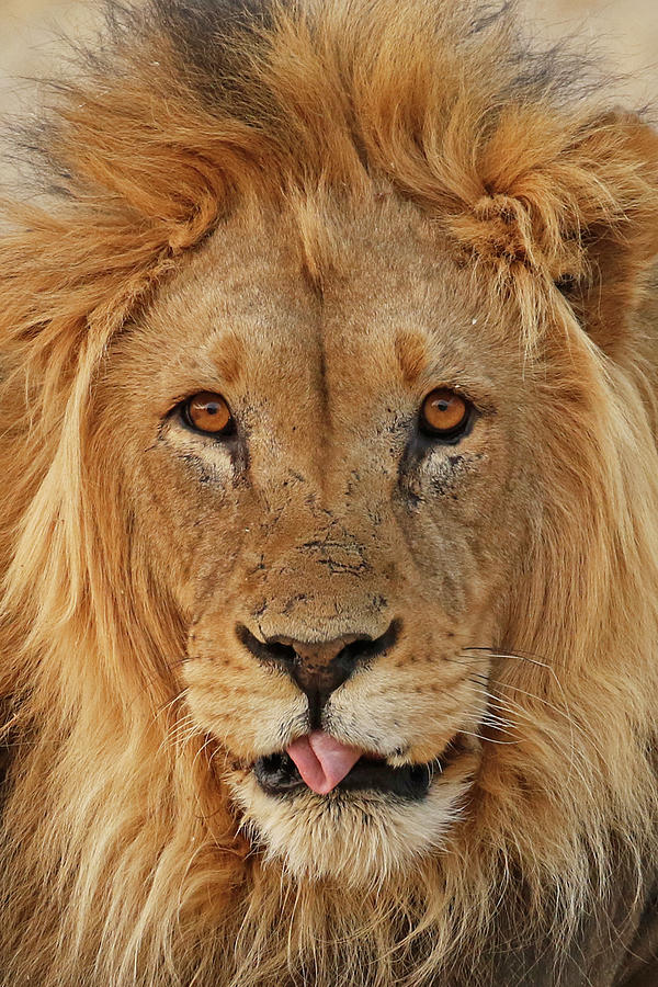 Lion Sticking Out His Tongue  Photograph by MaryJane Sesto