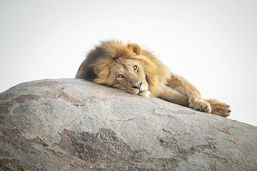 Lion on a Rock Photograph by Janis Knight