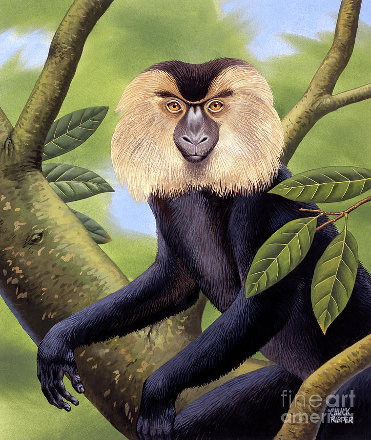 Lion-tailed Macaque Painting by Chuck Ripper