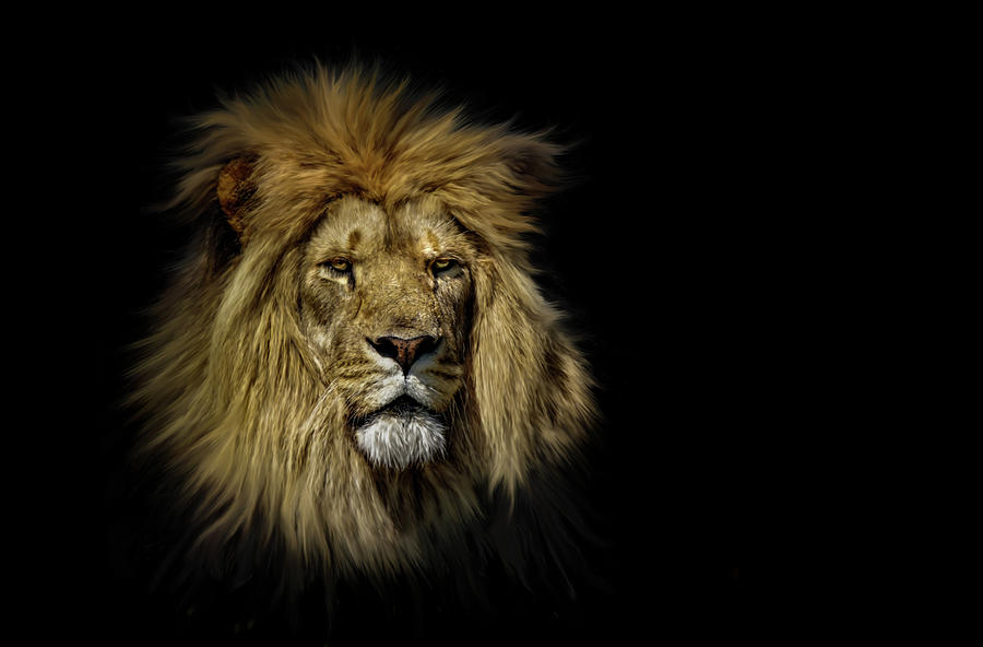 Lion Photograph by Tanja Mikkelsen - Fine Art America