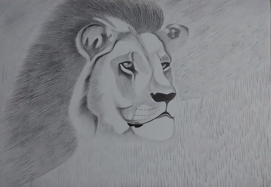 Lion The King Drawing