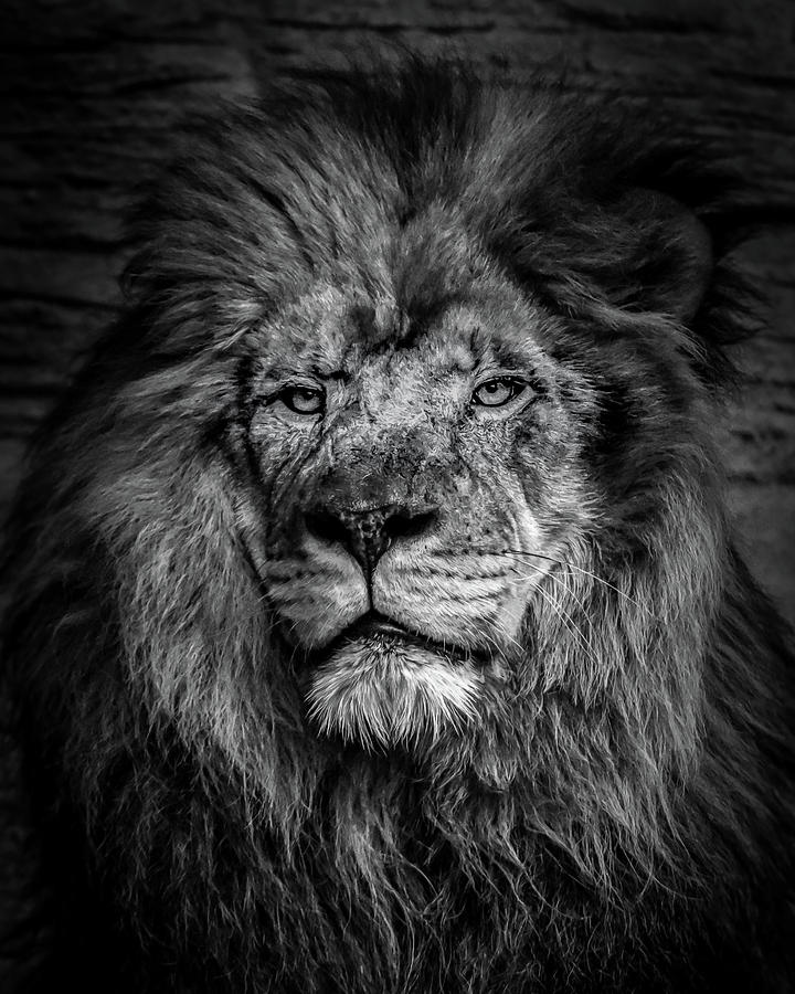 Lion Photograph by Tracy Martin | Fine Art America