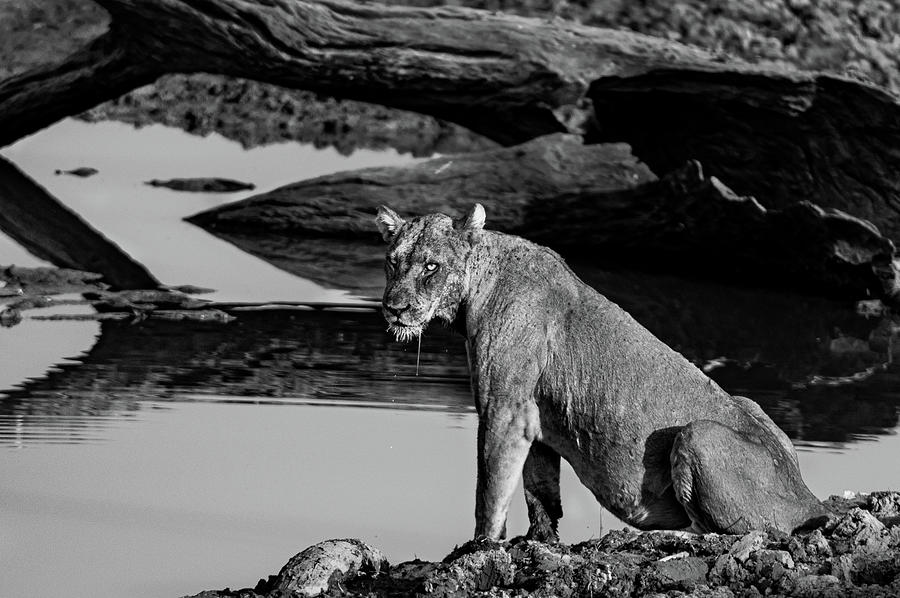 Lion, undead. Photograph by ROAR AFRICA by  Rockford Draper