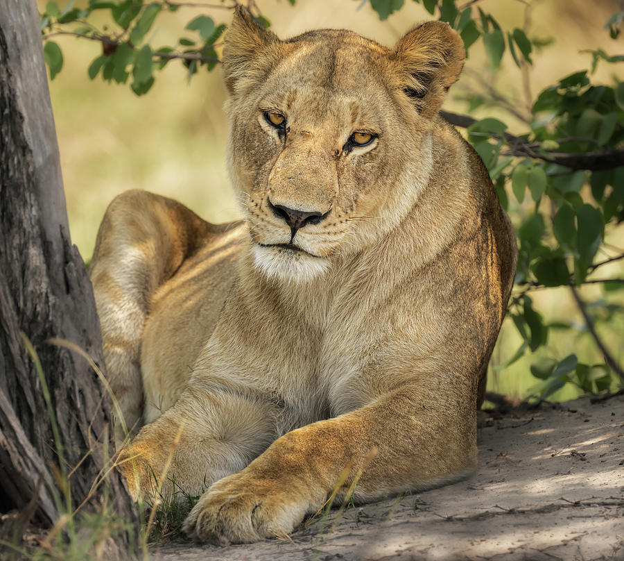 Wildlife Photograph - Lion Under a Tree Botswana Africa by Joan Carroll