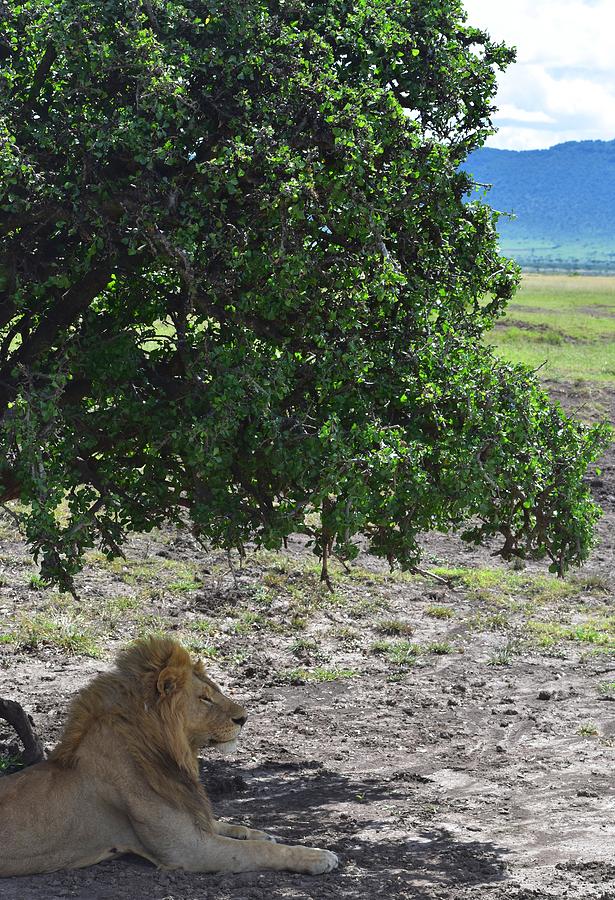 Wildlife Photograph - Lion Under Tree by Marta Pawlowski