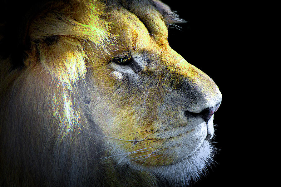 Lion v2 Photograph by Jim Signorelli