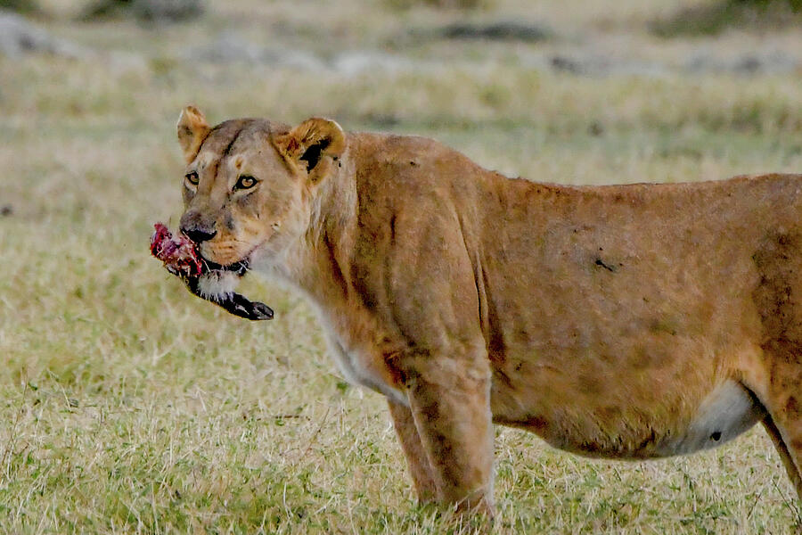 Lion with Warthog Leg Photograph by Marilyn Burton