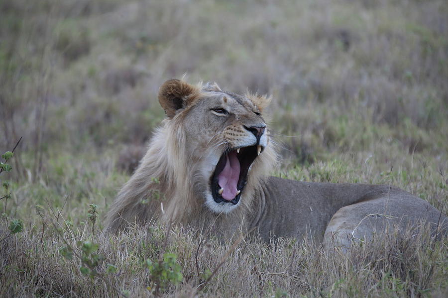 Lion Yawning Photograph by Harold and Merry Garrard - Pixels