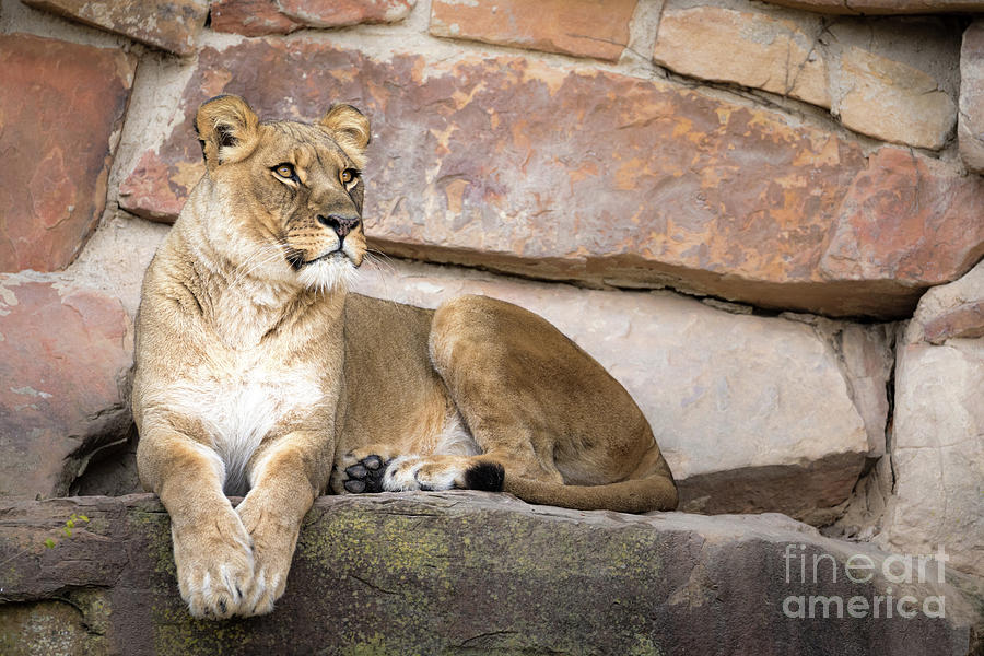 Lioness 5407 Photograph by Lawrence Burry