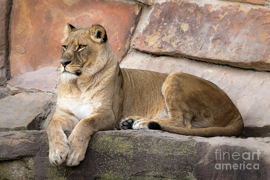 Lioness 5421 Photograph by Lawrence Burry