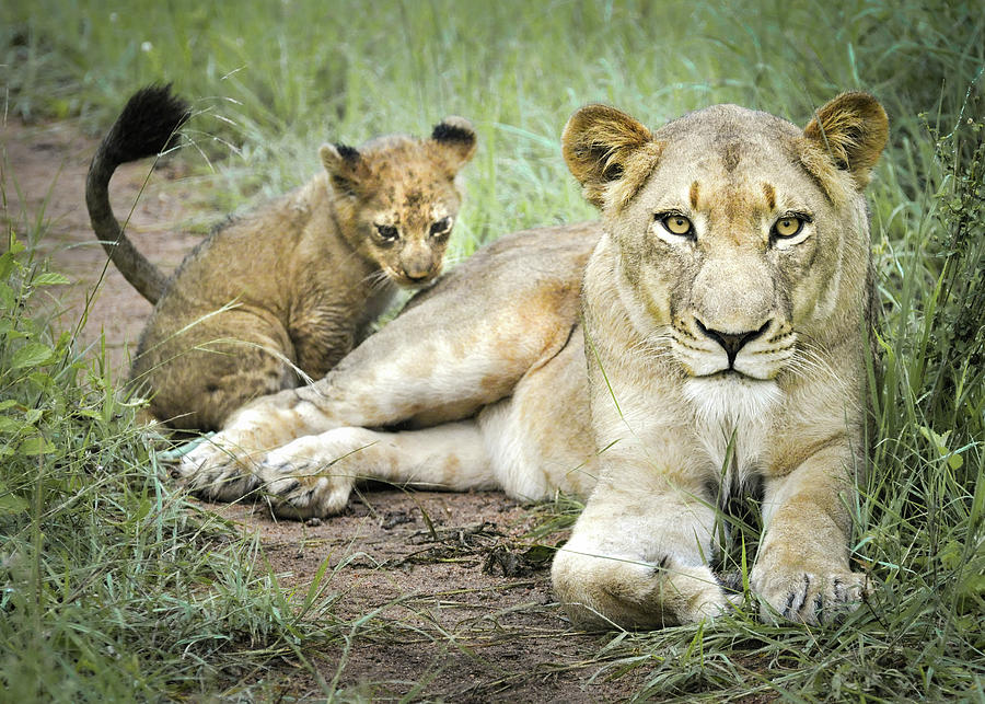 Lioness and Cub 1 Photograph by Rebecca Herranen