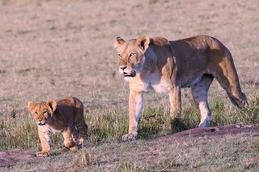 Lioness and Cub Photograph by Debbie Blackman - Fine Art America