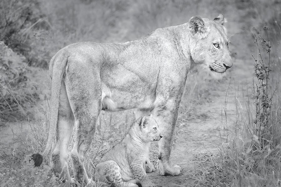 Lioness and Cub Near Kruger National Park, on the Sabi Sands Reserve Photograph by Rebecca Herranen