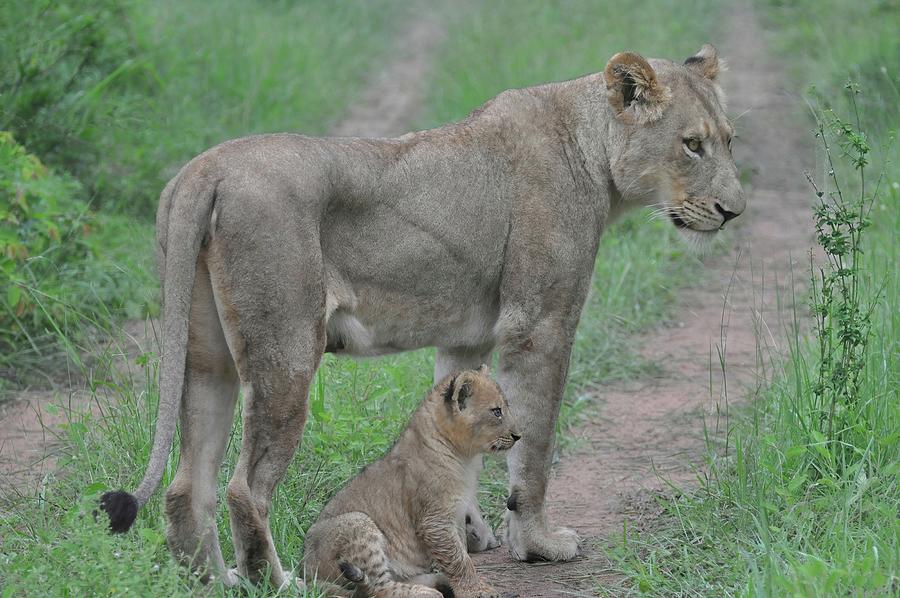 Lioness and Cub on the Road Photograph by Rebecca Herranen