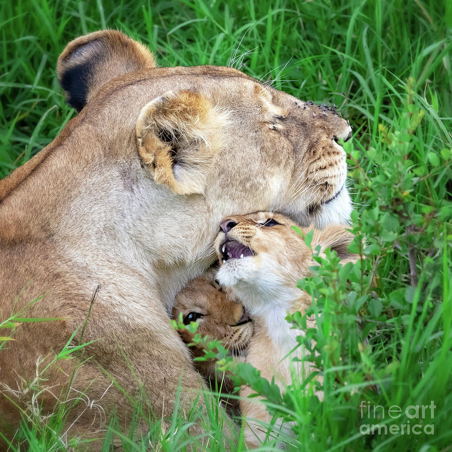 Lioness and cubs in the Masai Mara, Kenya Photograph by Jane Rix