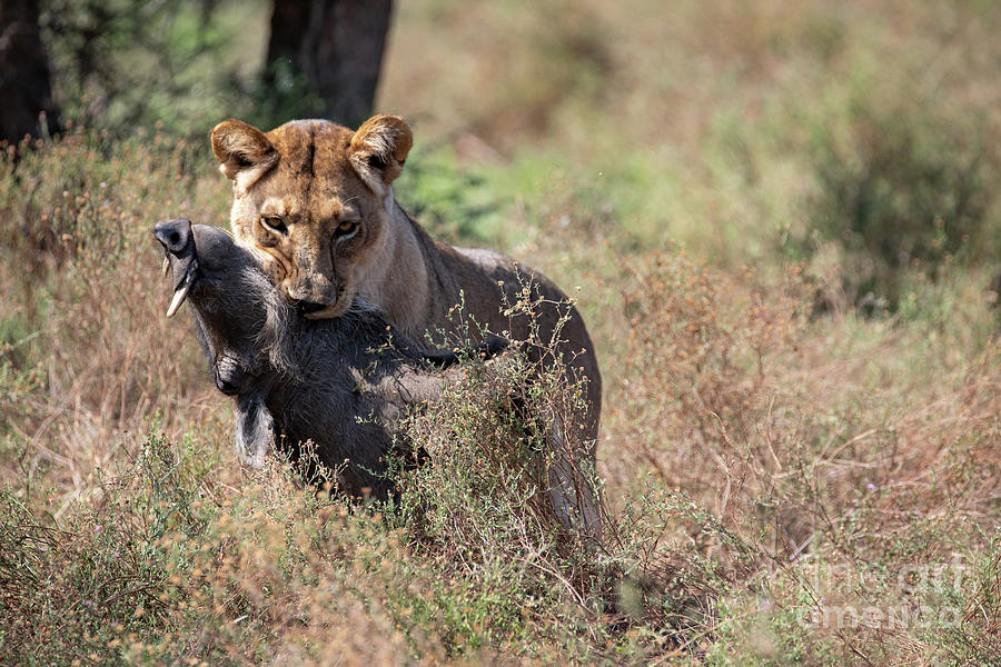 Lioness and her warthog Photograph by Mary Koenig Godfrey - Fine Art ...