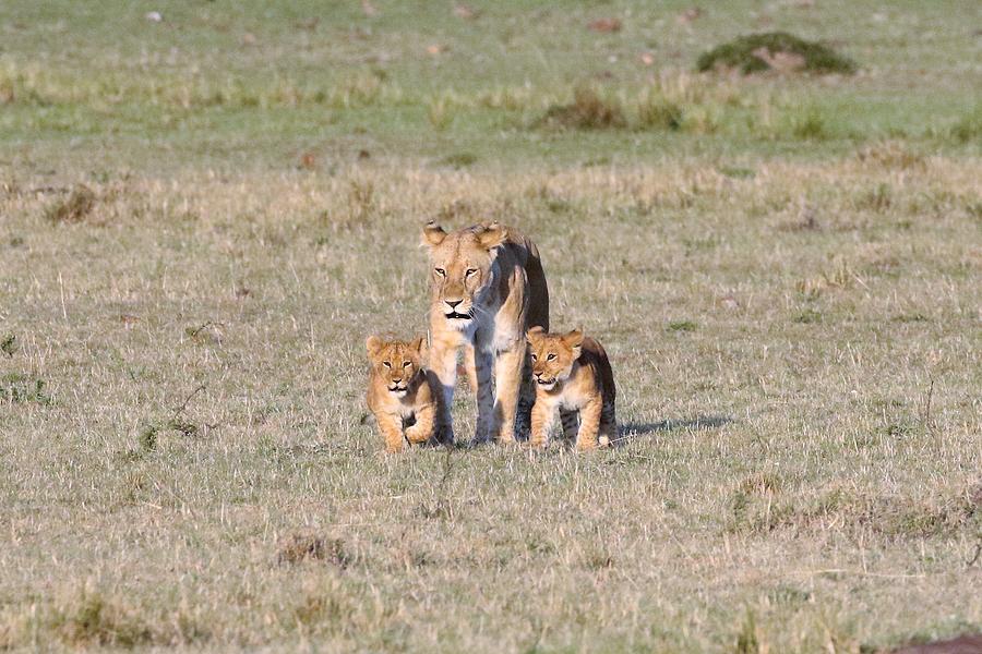 Lioness and Twins Photograph by Debbie Blackman - Fine Art America