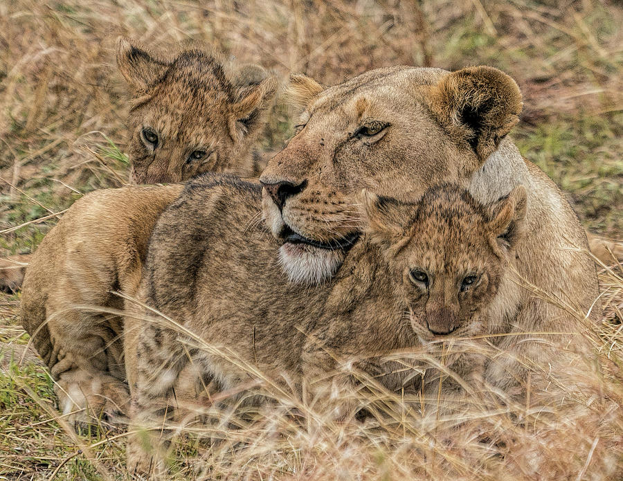 Lioness and Two Cubs Photograph by Betty Eich