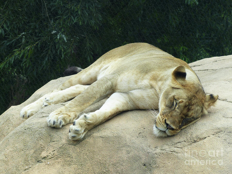 Lioness Photograph - Lioness at Rest by Connie Sloan