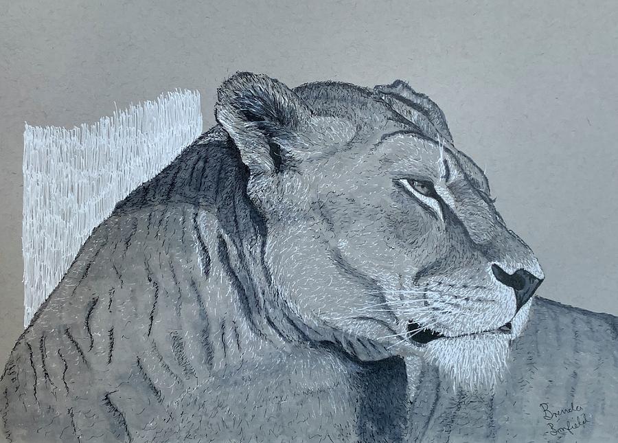 Lioness Drawing by Brenda Bonfield