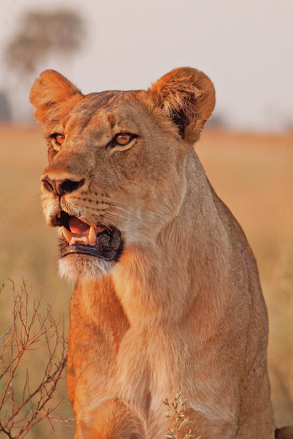 Lioness Calling Her Pride at Sunset Photograph by MaryJane Sesto