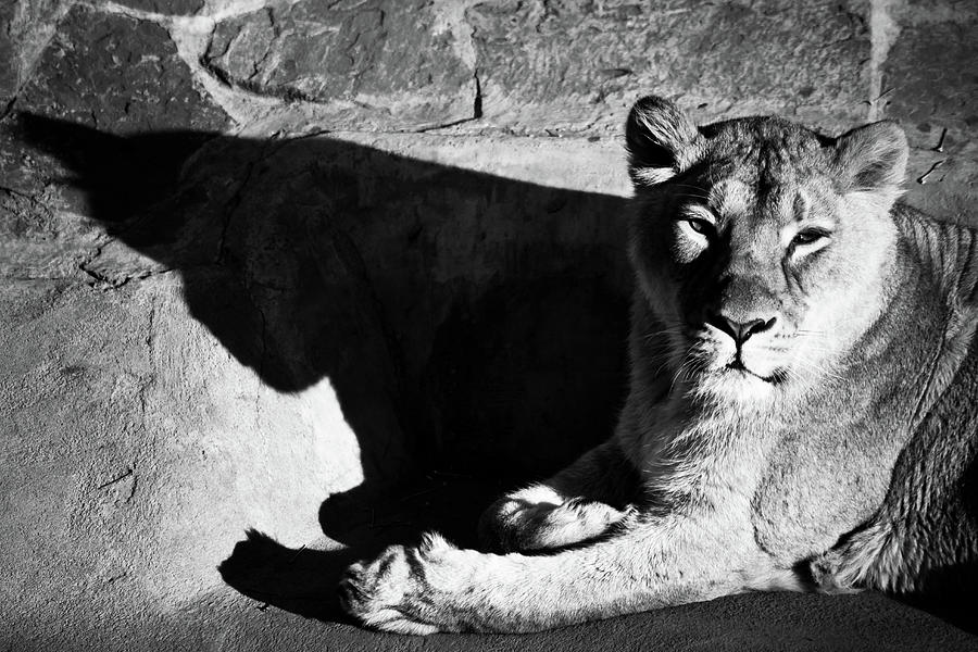 Lioness Casts A Dark Clear Shadow Repeating The Silhouette Of H Pyrography By Michael Semenov 9523