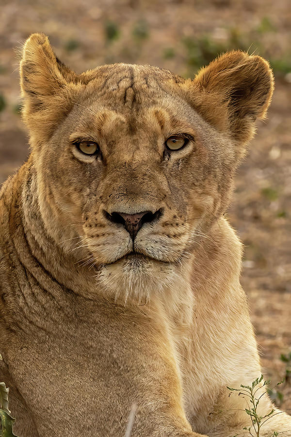 Lioness Eyes Photograph by MaryJane Sesto